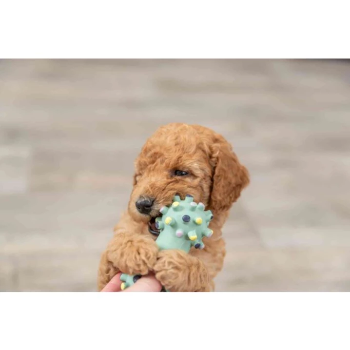 TRIXIE Junior - gumowy hantelek, zabawka dla szczeniaka lub małego psa, z delikatnego lateksu, BEZ piszczałki — klon - 4