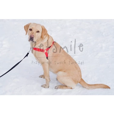 PETSMILE easy-walk - szelki dla psów ciągnących na smyczy typu easy-walk, czerwone - 8