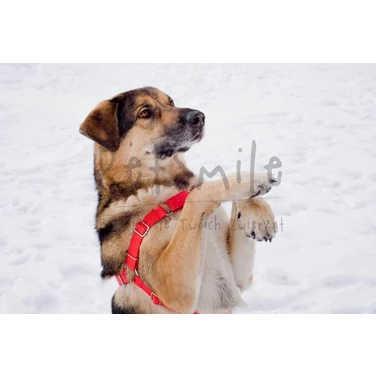 PETSMILE easy-walk - szelki dla psów ciągnących na smyczy typu easy-walk, czerwone - 9