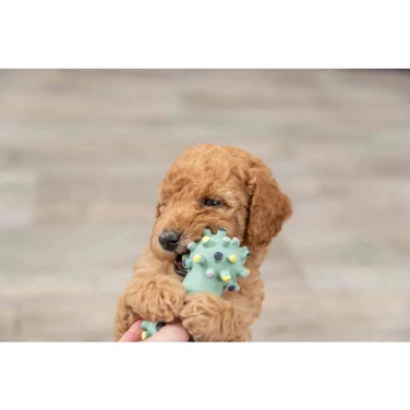 TRIXIE Junior - gumowy hantelek, zabawka dla szczeniaka lub małego psa, z delikatnego lateksu, BEZ piszczałki — klon - 4