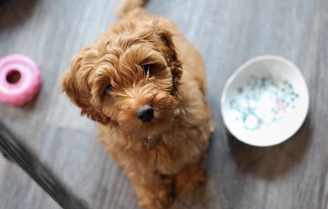 Dieta surowa BARF dla szczeniąt - wszystko, co powinieneś wiedzieć, aby zdrowo karmić swojego psa