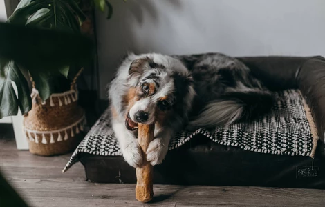 Patyki i korzenie – naturalne, wytrzymałe i bezpieczne gryzaki dla psa