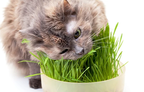 3 powody, dla których warto wprowadzić trawę do kociej diety