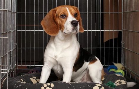 Jak nauczyć psa spokojnego przebywania w klatce kennelowej?