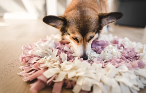 Maty węchowe, pompony, kostki i inne zabawki węchowe, czyli jak rozruszać psi nos.