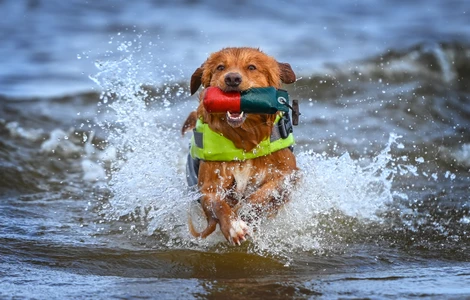 Jak przekonać psa do pływania i zadbać o jego bezpieczeństwo w trakcie wodnych szaleństw?