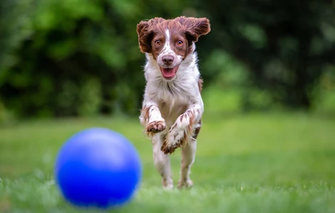 Piłka dla psa – jak mądrze z niej korzystać?