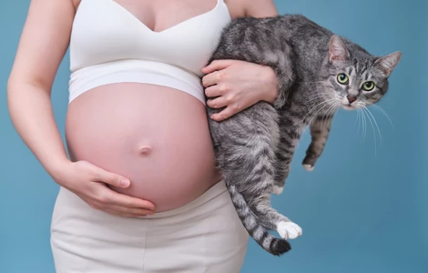 Toksoplazmoza, kot i ciąża - czy naprawdę masz się czego obawiać?