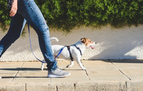 Jak sprawić, żeby spacer z psem był bezpieczny?