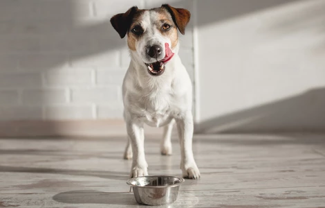 Jak zdrowo karmić psa? Jaką karmę wybrać i jak wyliczyć dawkę pokarmową?