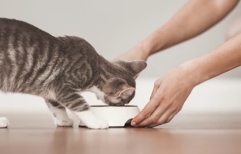Jak zdrowo karmić kociaka?