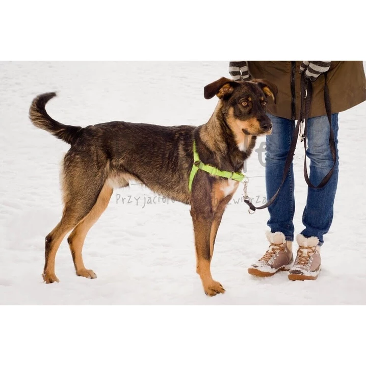 PETSMILE easy-walk - szelki dla psów ciągnących na smyczy typu easy-walk, zielone - 4