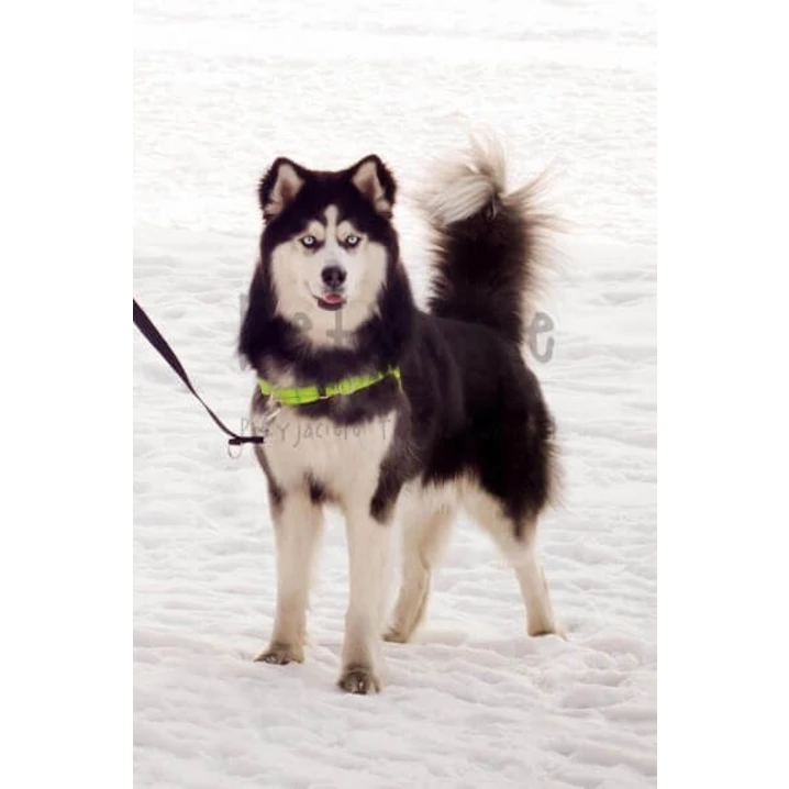 PETSMILE easy-walk - szelki dla psów ciągnących na smyczy typu easy-walk, zielone - 5