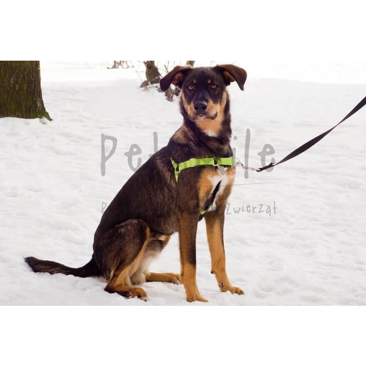 PETSMILE easy-walk - szelki dla psów ciągnących na smyczy typu easy-walk, zielone - 6