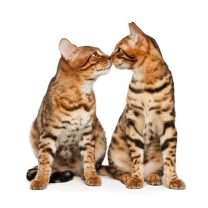 CEVA Feliway Friends - feromony poprawiające relację między kotami dyfuzor + wkład 48 ml, na 30 dni - 3