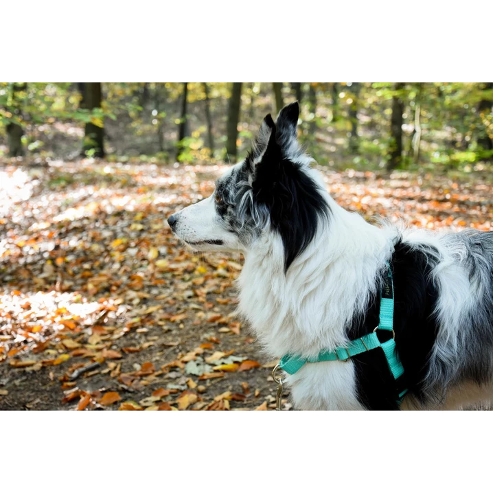 PETSMILE easy-walk - szelki dla psów ciągnących na smyczy typu easy-walk, miętowe - 7