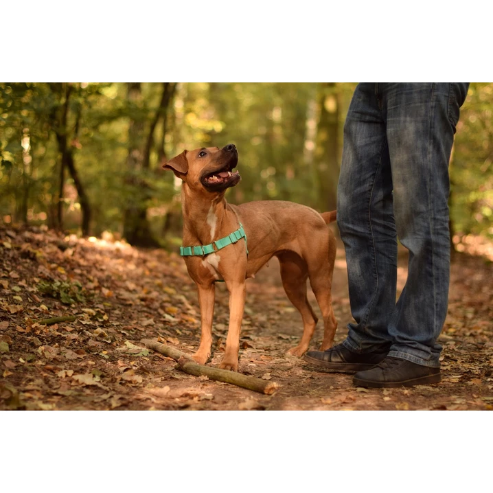 PETSMILE easy-walk - szelki dla psów ciągnących na smyczy typu easy-walk, miętowe - 9