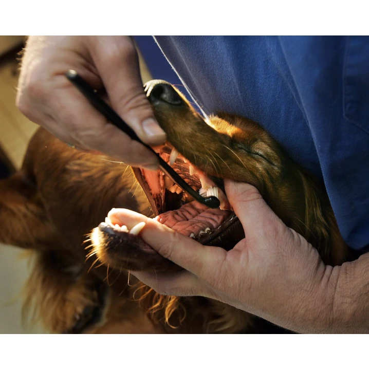 PETOSAN - zestaw do czyszczenia zębów dla kota lub psa rasy miniaturowej XS do 3 kg - 4