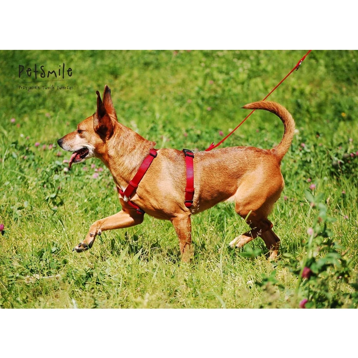 TRIXIE nylonowe szelki dla psa typu guard, czerwone - 3