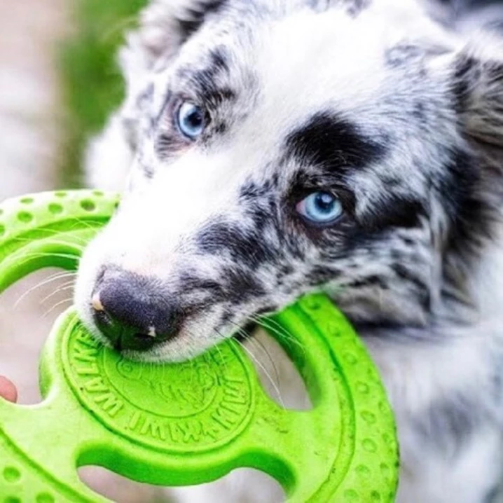 KIWI WALKER Frisbee - pływające frisbee dla psa do aportu i przeciągania, zielone - 6