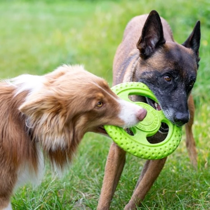 KIWI WALKER Frisbee - pływające frisbee dla psa do aportu i przeciągania, zielone - 7