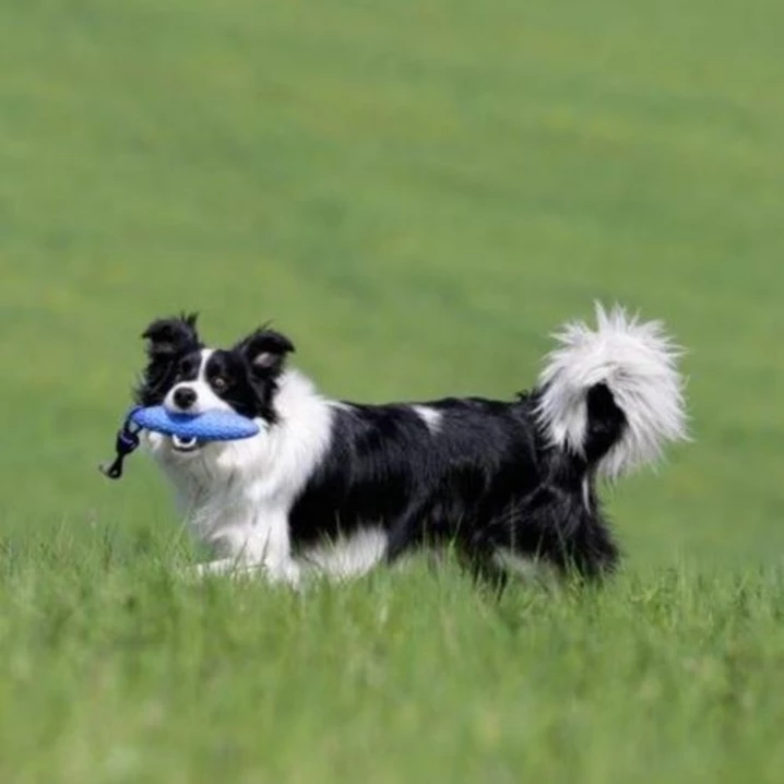 KIWI WALKER Zeppelin - pływający aport dla psa z liną, niebieski - 7