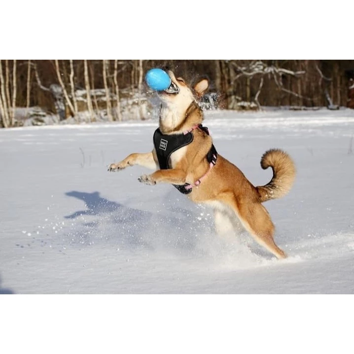 PITCHDOG SportBall - piłka rugby dla psa z lekkiej i wytrzymałej pianki, niebieska - 5