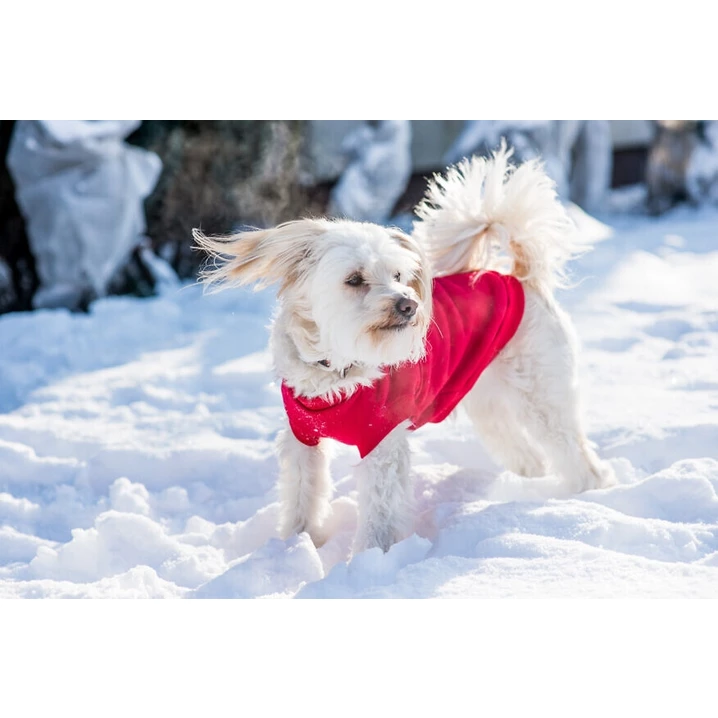 AMIPLAY Denver - jesienno-zimowa bluza dla psa, czerwona - 3