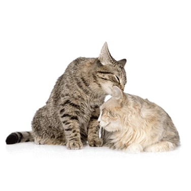 CEVA Feliway Friends - feromony poprawiające relację między kotami dyfuzor + wkład 48 ml, na 30 dni - 2