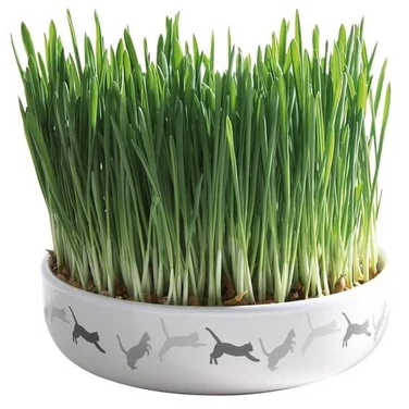 TRIXIE szeroka miska do wysiewania trawy dla kota wraz z nasionami 50 g