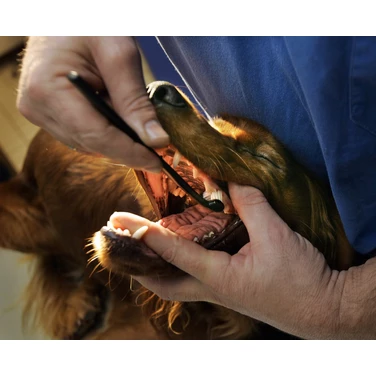 PETOSAN - zestaw do czyszczenia zębów dla psa rasy średniej M od 7 do 15 kg - 4