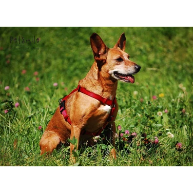 TRIXIE nylonowe szelki dla psa typu guard, czerwone - 11