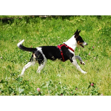 TRIXIE nylonowe szelki dla psa typu guard, czerwone - 6