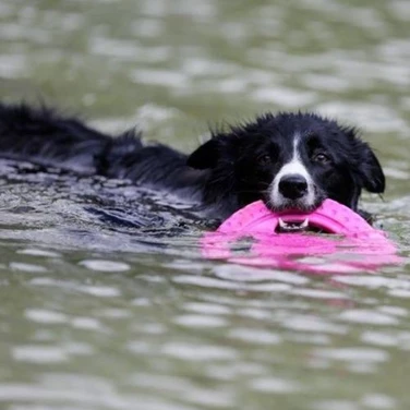 KIWI WALKER Frisbee - pływające frisbee dla psa do aportu i przeciągania, różowe - 5