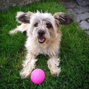 KIWI WALKER Ball - pływająca piłka dla psa, różowa - 4
