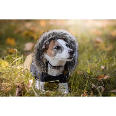 ZOLUX Mountain - ciepła, puchowa kurtka dla psa, khaki - 8
