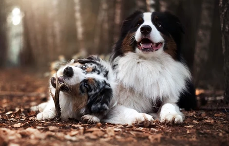 Poroże - naturalny gryzak, nie tylko dla psich twardzieli!