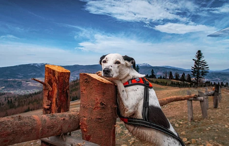 Dogtrekking dla początkujących – wszystko, co musisz wiedzieć, aby zacząć