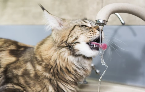 Jak zapewnić kotu odpowiednią ilość wody w diecie i dlaczego jest to takie ważne?