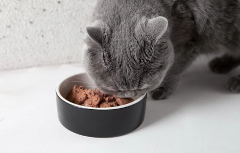 Dlaczego warto karmić kota mokrą karmą?