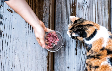 Jakie suplementy dodatkowe, możesz zastosować w diecie BARF u kota?