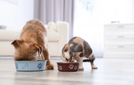 Jak czytać etykiety karm dla psów i kotów?