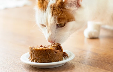 Jak wybrać dobrą, mokrą karmę dla kota?