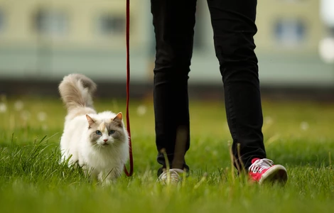 Jak przygotować się do wyjścia z kotem na spacer? WEBINAR #AkademiaPetsmile vol. 8