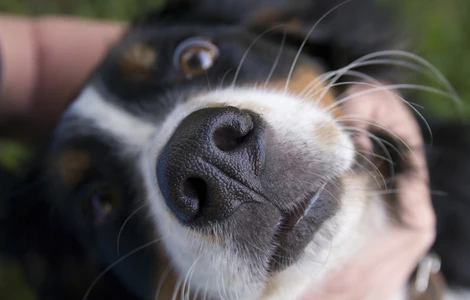Jak i dlaczego warto zacząć trenować z psem nosework? WEBINAR #AkademiaPetsmile vol. 7