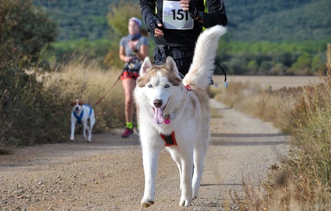 Jak zacząć trenować z psem dogtrekking? WEBINAR #AkademiaPetsmile vol. 3