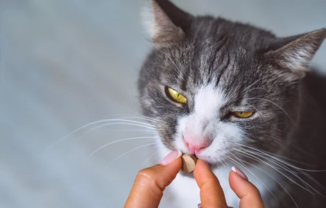Jakie suplementy warto wprowadzić do diety kota? WEBINAR #AkademiaPetsmile vol. 6