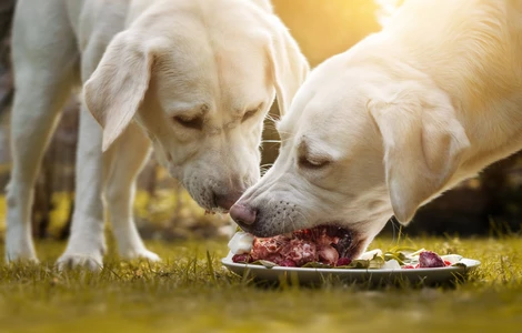 Czym jest dieta BARF dla psa i co powinieneś o niej wiedzieć na początek?