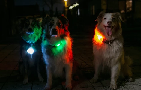 Na co zwracać uwagę wybierając świecące akcesoria dla psa?
