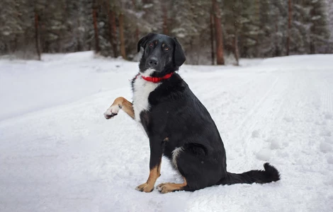 Jak pielęgnować i chronić psie łapki (zwłaszcza) zimą?